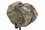 Dinosaur Vertebra Centrum on Metal Stand - Boulahfa, Morocco #252512-2